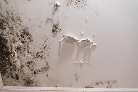 When a Strange Smell Signals a Problem: Evaluating the Possibility of Black Mold Thumbnail